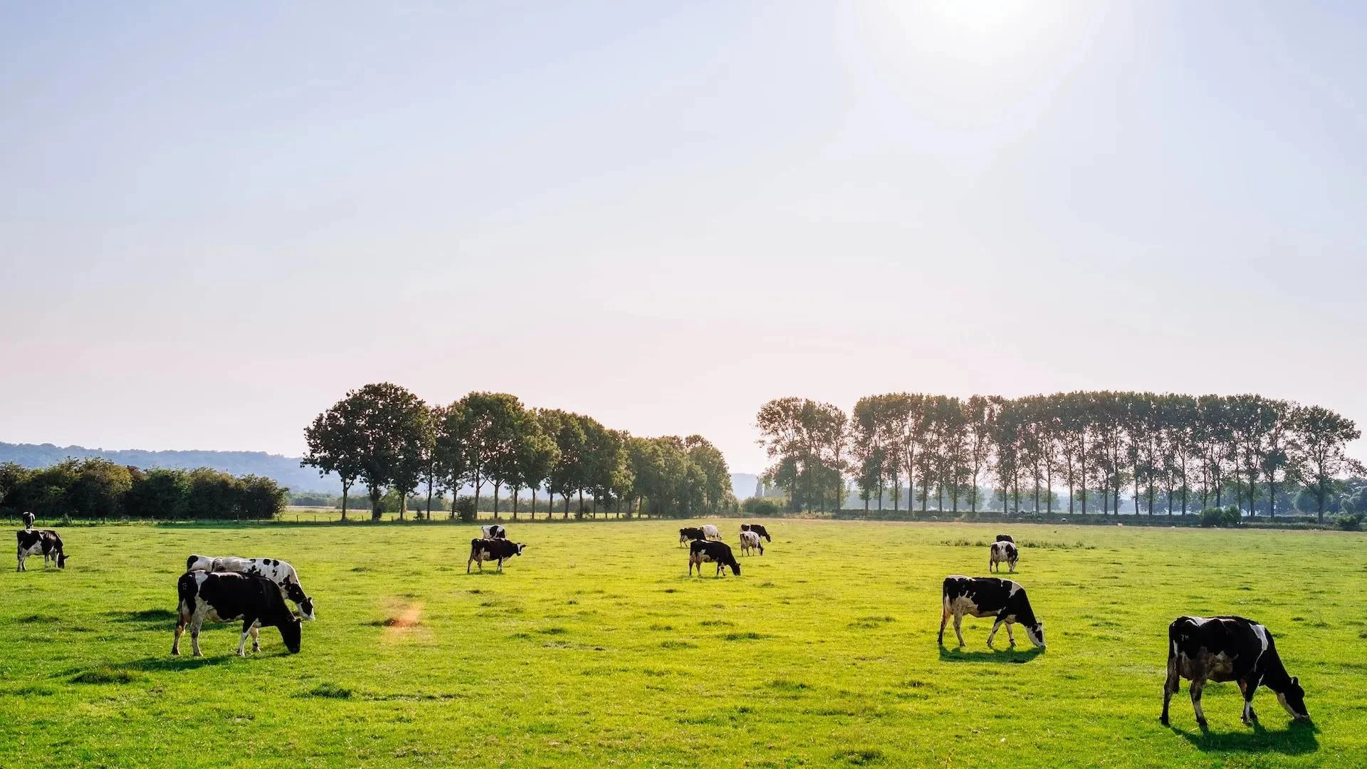 FONTERRA-DAIRY-GIANT-optimized