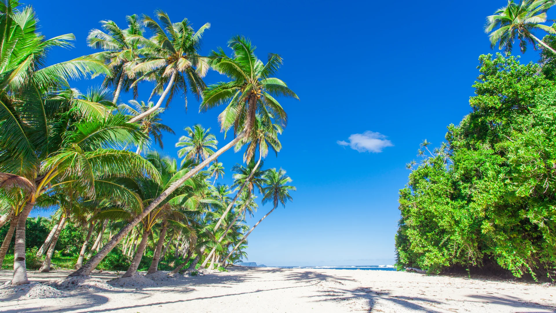 Samoa_Case-Studies-optimized